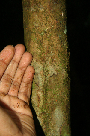  ( - BioBot02318)  @11 [ ] CreativeCommons - Attribution Non-Commercial Share-Alike (2010) Daniel H. Janzen Guanacaste Dry Forest Conservation Fund