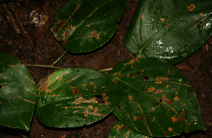  ( - BioBot02318)  @11 [ ] CreativeCommons - Attribution Non-Commercial Share-Alike (2010) Daniel H. Janzen Guanacaste Dry Forest Conservation Fund