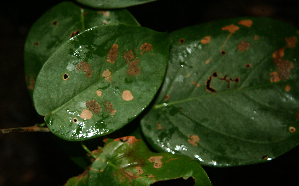  ( - BioBot02318)  @11 [ ] CreativeCommons - Attribution Non-Commercial Share-Alike (2010) Daniel H. Janzen Guanacaste Dry Forest Conservation Fund