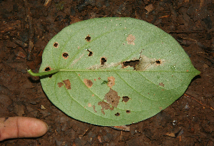  ( - BioBot02318)  @11 [ ] CreativeCommons - Attribution Non-Commercial Share-Alike (2010) Daniel H. Janzen Guanacaste Dry Forest Conservation Fund