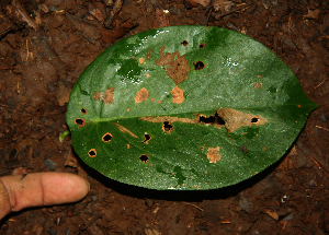  ( - BioBot02318)  @11 [ ] CreativeCommons - Attribution Non-Commercial Share-Alike (2010) Daniel H. Janzen Guanacaste Dry Forest Conservation Fund