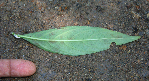  ( - BioBot02326)  @12 [ ] CreativeCommons - Attribution Non-Commercial Share-Alike (2010) Daniel H. Janzen Guanacaste Dry Forest Conservation Fund