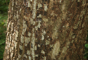  ( - BioBot02335)  @11 [ ] CreativeCommons - Attribution Non-Commercial Share-Alike (2010) Daniel H. Janzen Guanacaste Dry Forest Conservation Fund