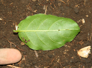  (Krugiodendron - BioBot02335)  @11 [ ] CreativeCommons - Attribution Non-Commercial Share-Alike (2010) Daniel H. Janzen Guanacaste Dry Forest Conservation Fund