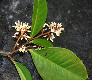  ( - BioBot02351)  @11 [ ] CreativeCommons - Attribution Non-Commercial Share-Alike (2010) Daniel H. Janzen Guanacaste Dry Forest Conservation Fund