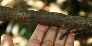  ( - BioBot02352)  @11 [ ] CreativeCommons - Attribution Non-Commercial Share-Alike (2010) Daniel H. Janzen Guanacaste Dry Forest Conservation Fund