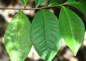  ( - BioBot02352)  @11 [ ] CreativeCommons - Attribution Non-Commercial Share-Alike (2010) Daniel H. Janzen Guanacaste Dry Forest Conservation Fund