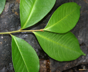 ( - BioBot02352)  @11 [ ] CreativeCommons - Attribution Non-Commercial Share-Alike (2010) Daniel H. Janzen Guanacaste Dry Forest Conservation Fund