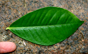  ( - BioBot02352)  @11 [ ] CreativeCommons - Attribution Non-Commercial Share-Alike (2010) Daniel H. Janzen Guanacaste Dry Forest Conservation Fund