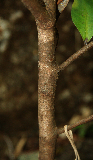  ( - BioBot02353)  @11 [ ] CreativeCommons - Attribution Non-Commercial Share-Alike (2010) Daniel H. Janzen Guanacaste Dry Forest Conservation Fund