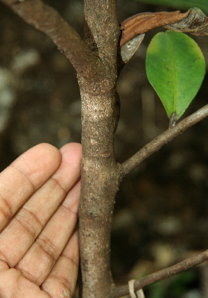  ( - BioBot02353)  @11 [ ] CreativeCommons - Attribution Non-Commercial Share-Alike (2010) Daniel H. Janzen Guanacaste Dry Forest Conservation Fund