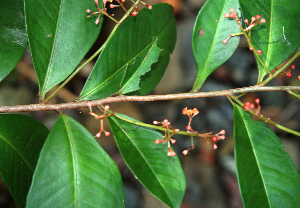  ( - BioBot02353)  @11 [ ] CreativeCommons - Attribution Non-Commercial Share-Alike (2010) Daniel H. Janzen Guanacaste Dry Forest Conservation Fund