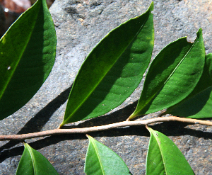 ( - BioBot02353)  @11 [ ] CreativeCommons - Attribution Non-Commercial Share-Alike (2010) Daniel H. Janzen Guanacaste Dry Forest Conservation Fund