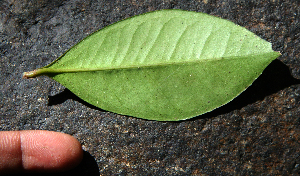  ( - BioBot02353)  @11 [ ] CreativeCommons - Attribution Non-Commercial Share-Alike (2010) Daniel H. Janzen Guanacaste Dry Forest Conservation Fund