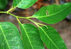  ( - BioBot02384)  @11 [ ] CreativeCommons - Attribution Non-Commercial Share-Alike (2010) Daniel H. Janzen Guanacaste Dry Forest Conservation Fund