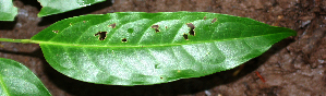  ( - BioBot02385)  @11 [ ] CreativeCommons - Attribution Non-Commercial Share-Alike (2010) Daniel H. Janzen Guanacaste Dry Forest Conservation Fund