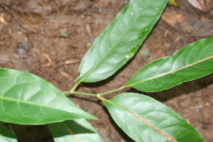  ( - BioBot02386)  @11 [ ] CreativeCommons - Attribution Non-Commercial Share-Alike (2010) Daniel H. Janzen Guanacaste Dry Forest Conservation Fund