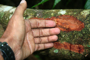 ( - BioBot02398)  @11 [ ] CreativeCommons - Attribution Non-Commercial Share-Alike (2010) Daniel H. Janzen Guanacaste Dry Forest Conservation Fund