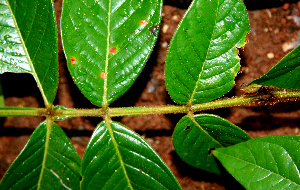  ( - BioBot02398)  @11 [ ] CreativeCommons - Attribution Non-Commercial Share-Alike (2010) Daniel H. Janzen Guanacaste Dry Forest Conservation Fund