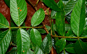  ( - BioBot02398)  @11 [ ] CreativeCommons - Attribution Non-Commercial Share-Alike (2010) Daniel H. Janzen Guanacaste Dry Forest Conservation Fund