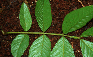  ( - BioBot02398)  @11 [ ] CreativeCommons - Attribution Non-Commercial Share-Alike (2010) Daniel H. Janzen Guanacaste Dry Forest Conservation Fund