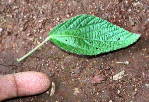  (Acalypha arvensis - BioBot02407)  @11 [ ] CreativeCommons - Attribution Non-Commercial Share-Alike (2010) Daniel H. Janzen Guanacaste Dry Forest Conservation Fund