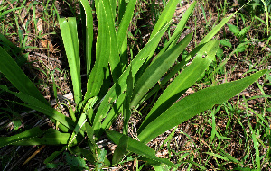  ( - BioBot02418)  @11 [ ] CreativeCommons - Attribution Non-Commercial Share-Alike (2010) Daniel H. Janzen Guanacaste Dry Forest Conservation Fund