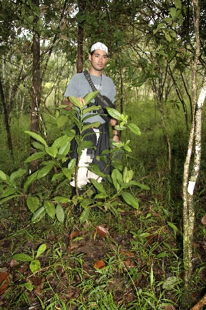  (Clusia quadrangula - BioBot05004)  @11 [ ] CreativeCommons - Attribution Non-Commercial Share-Alike (2010) Daniel H. Janzen Guanacaste Dry Forest Conservation Fund