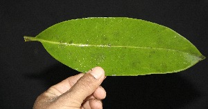  ( - BioBot05006)  @11 [ ] Copyright (2010) Unspecified Unspecified