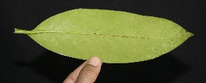  ( - BioBot05006)  @11 [ ] Copyright (2010) Unspecified Unspecified
