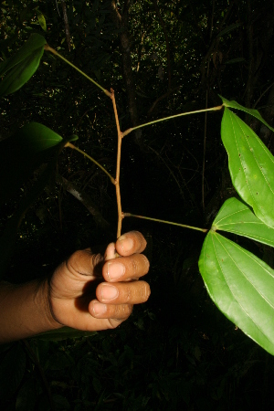  (Heterocondylus vitalbae - BioBot05015)  @11 [ ] CreativeCommons - Attribution Non-Commercial Share-Alike (2010) Daniel H. Janzen Guanacaste Dry Forest Conservation Fund