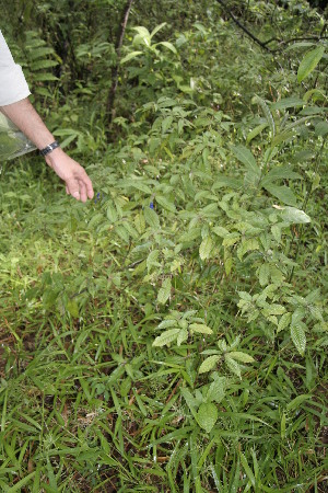  (Psychotria cyanococca - BioBot05022)  @11 [ ] CreativeCommons - Attribution Non-Commercial Share-Alike (2010) Daniel H. Janzen Guanacaste Dry Forest Conservation Fund