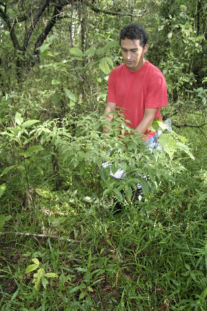  ( - BioBot05023)  @11 [ ] CreativeCommons - Attribution Non-Commercial Share-Alike (2010) Daniel H. Janzen Guanacaste Dry Forest Conservation Fund