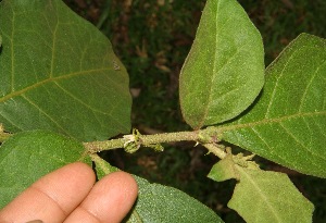 (Solanum guianensis - BioBot05035)  @11 [ ] CreativeCommons - Attribution Non-Commercial Share-Alike (2010) Daniel H. Janzen Guanacaste Dry Forest Conservation Fund
