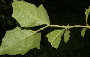 ( - BioBot05037)  @11 [ ] Copyright (2010) Unspecified Unspecified