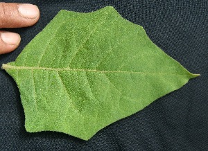  ( - BioBot05037)  @11 [ ] Copyright (2010) Unspecified Unspecified