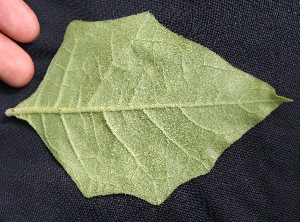  ( - BioBot05037)  @11 [ ] Copyright (2010) Unspecified Unspecified
