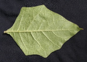  ( - BioBot05037)  @11 [ ] Copyright (2010) Unspecified Unspecified