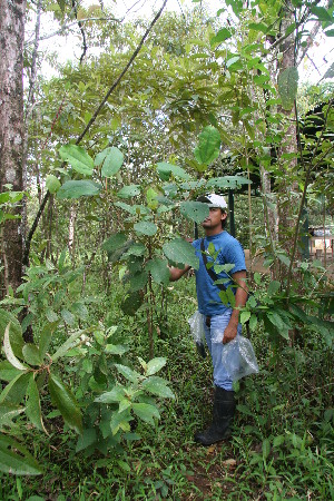  ( - BioBot05039)  @11 [ ] CreativeCommons - Attribution Non-Commercial Share-Alike (2010) Daniel H. Janzen Guanacaste Dry Forest Conservation Fund