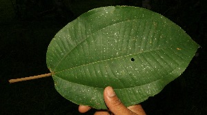  ( - BioBot05039)  @11 [ ] Copyright (2010) Unspecified Unspecified