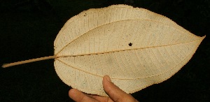  ( - BioBot05039)  @11 [ ] Copyright (2010) Unspecified Unspecified