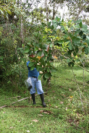  ( - BioBot05040)  @11 [ ] CreativeCommons - Attribution Non-Commercial Share-Alike (2010) Daniel H. Janzen Guanacaste Dry Forest Conservation Fund