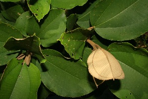  ( - BioBot05040)  @11 [ ] Copyright (2010) Unspecified Unspecified