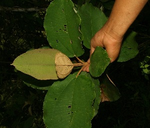  ( - BioBot05040)  @11 [ ] Copyright (2010) Unspecified Unspecified