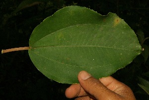  ( - BioBot05040)  @11 [ ] Copyright (2010) Unspecified Unspecified