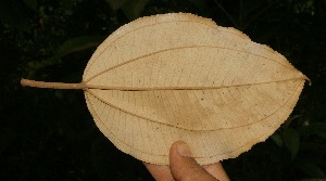  ( - BioBot05040)  @11 [ ] Copyright (2010) Unspecified Unspecified