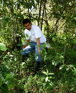  ( - BioBot05051)  @11 [ ] CreativeCommons - Attribution Non-Commercial Share-Alike (2010) Daniel H. Janzen Guanacaste Dry Forest Conservation Fund