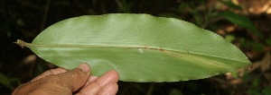  ( - BioBot05063)  @11 [ ] Copyright (2010) Unspecified Unspecified