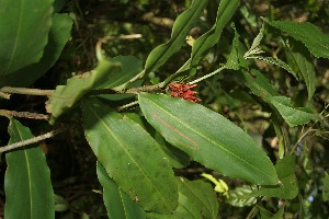  ( - BioBot05063)  @11 [ ] Copyright (2010) Unspecified Unspecified