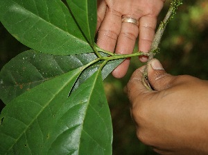  ( - BioBot05067)  @11 [ ] Copyright (2010) Unspecified Unspecified